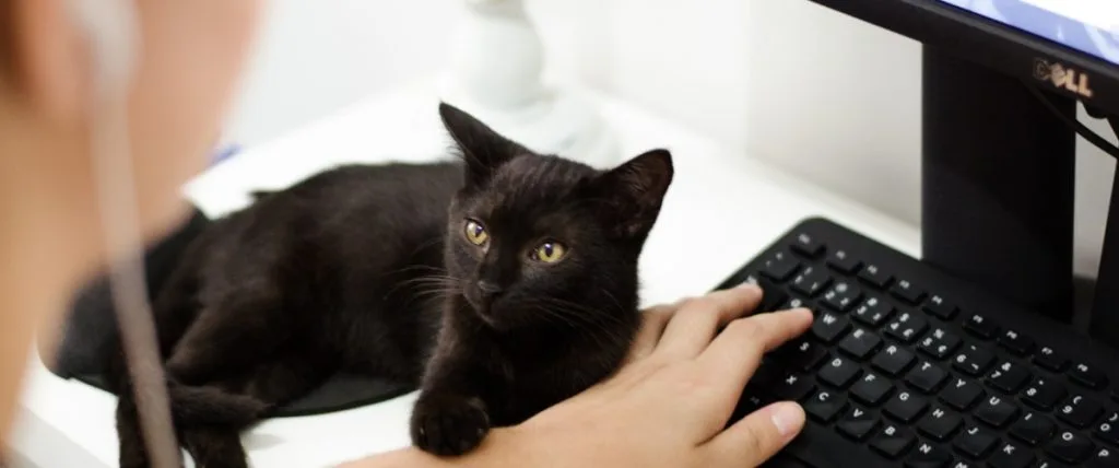 cat tool nemici amici