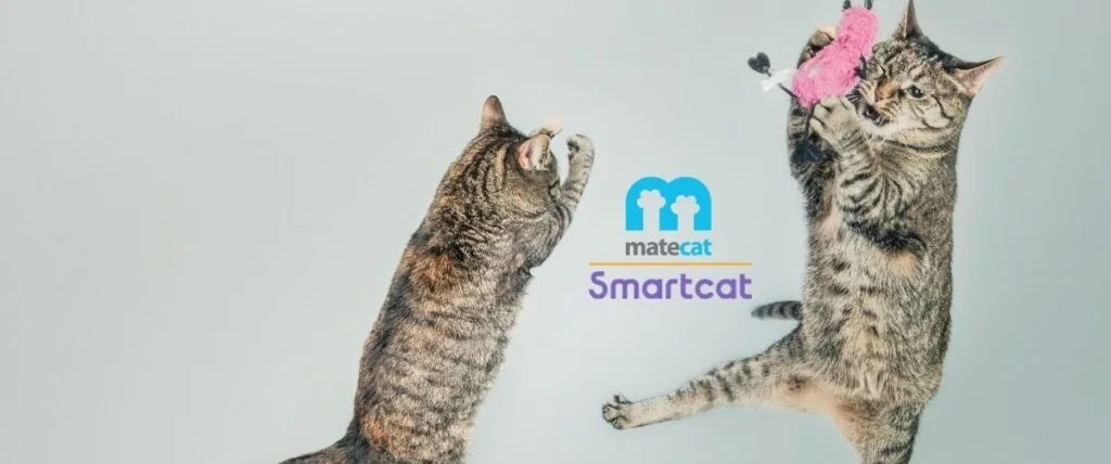 cat tool matecat smartcat