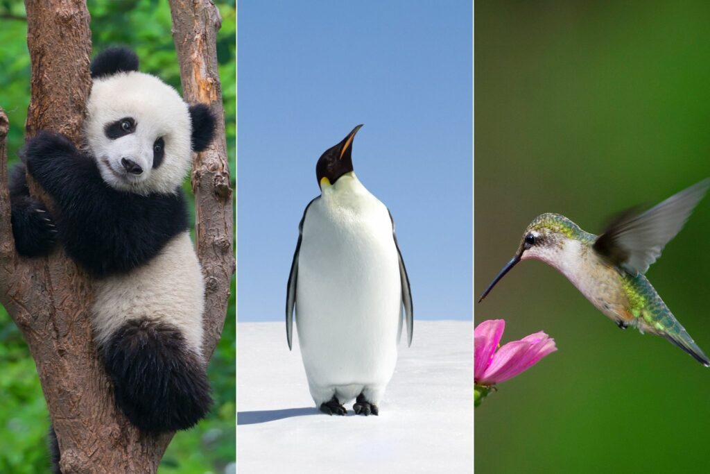Panda, penguin and hummingbird