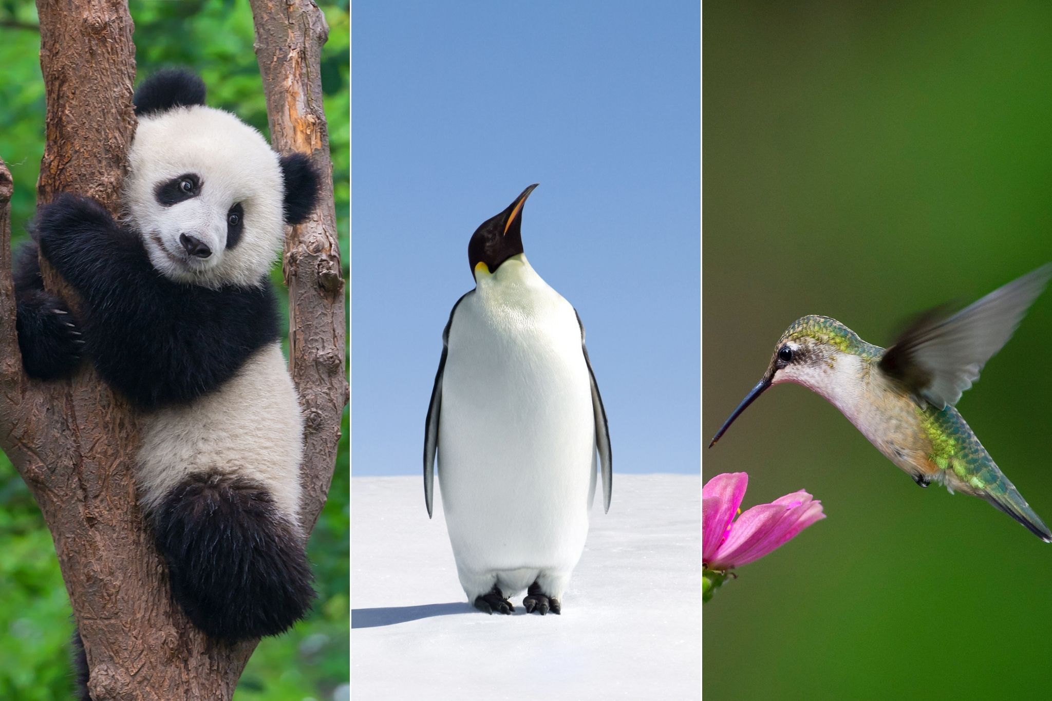Panda, penguin and hummingbird